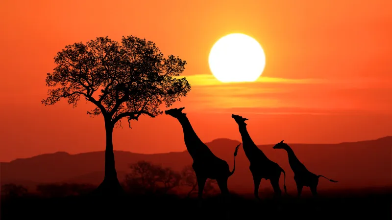 Kenya: vivi un'avventura indimenticabile con un viaggio di gruppo Over 50 per Single