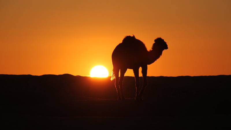 Tunisia Deserto